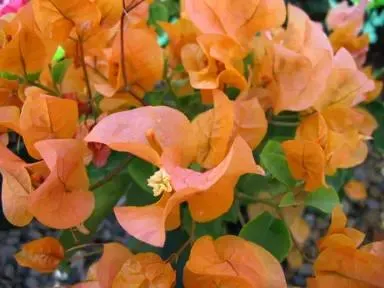 Bougainvillea ‘Hawaiian Orange’