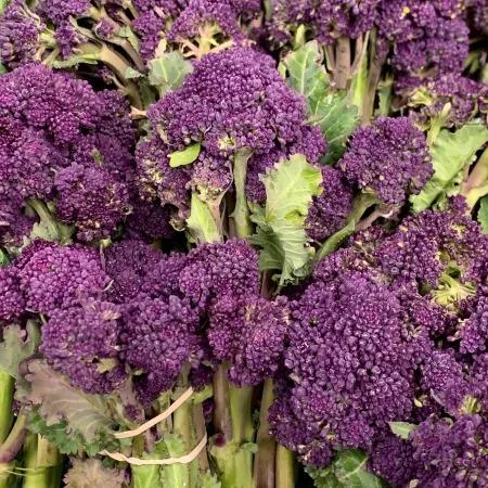 Sprouting Broccoli