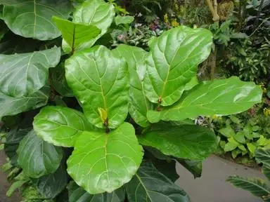 Ficus lyrata (Fiddle Leaf Fig)
