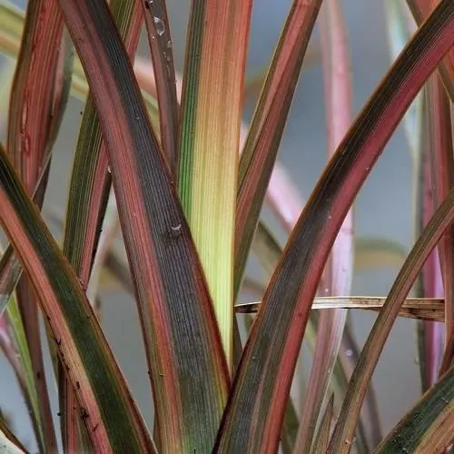 Flax (Phormium "Red Fingers")