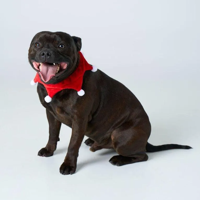 Wonderland Pet Santa Scarf Small