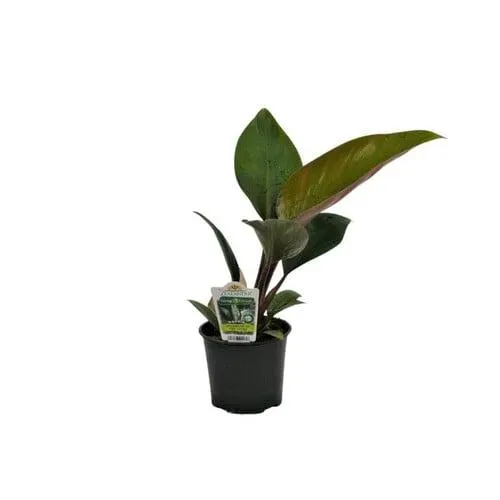 Philodendron Rojo Congo 1.5 litre