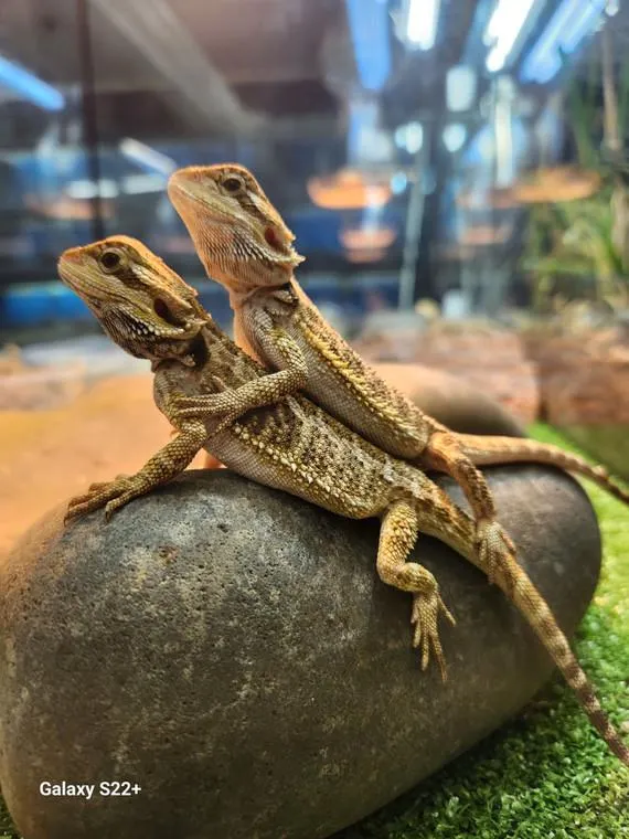 Baby Bearded Dragon