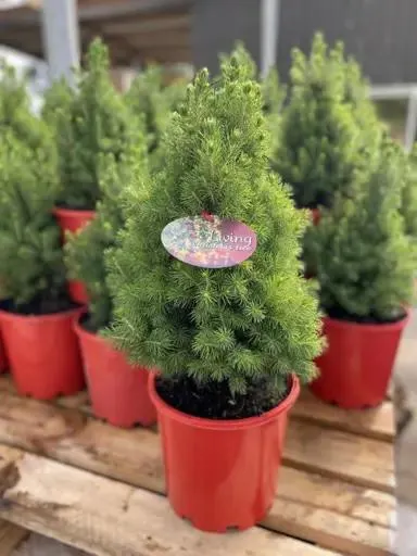 Picea glauca 'Conica' (Alberta Spruce)