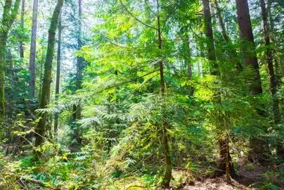 Thuja plicata (Western Red Cedar)
