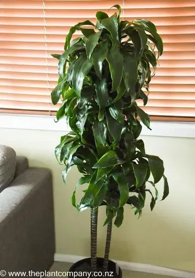 Dracaena ‘Amigo’