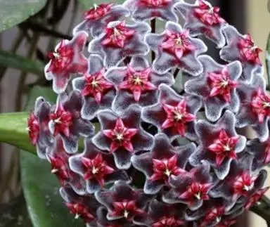 Hoya 'Royal Hawaiian Purple'