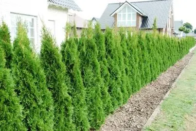 Thuja 'Smaragd' (Green Cedar, Green Arborvitae)