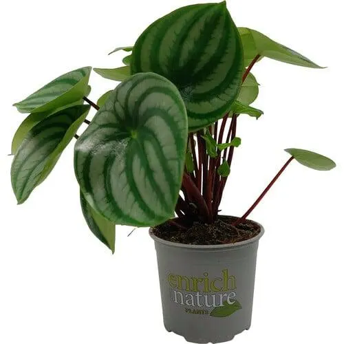 Peperomia Watermelon 12cm
