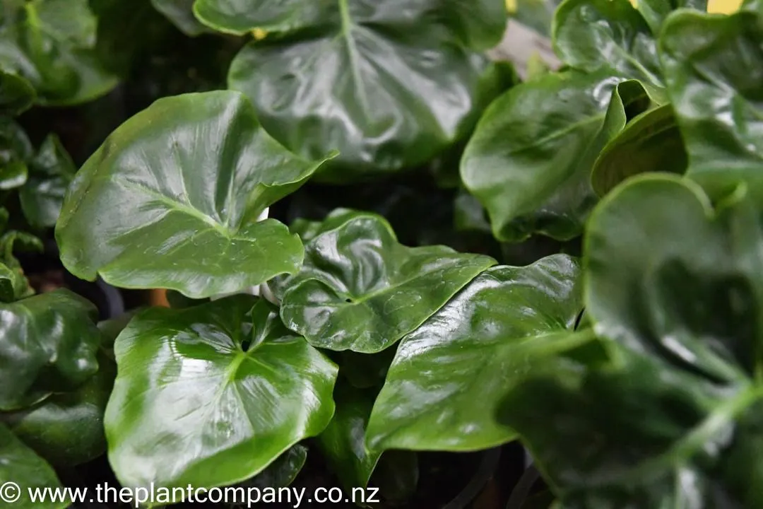 Philodendron 'Atom'