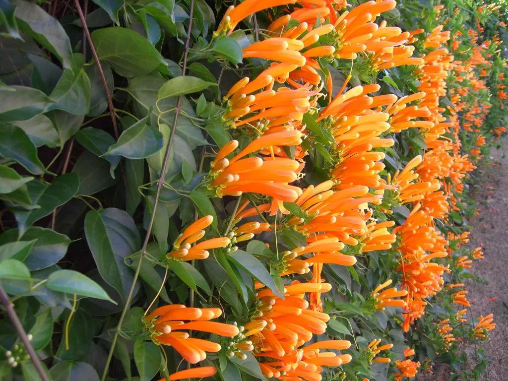 Pyrostegia venusta (Flame Vine)