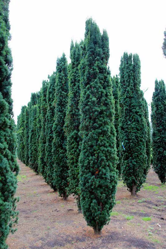 (Taxus baccata "Fastigata")