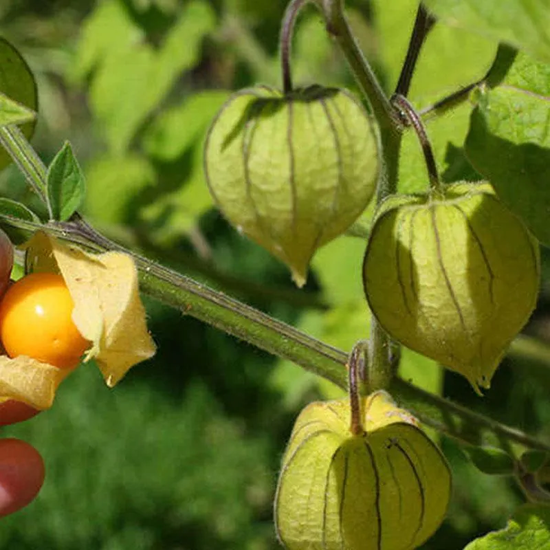 Cape Gooseberry - 10CM