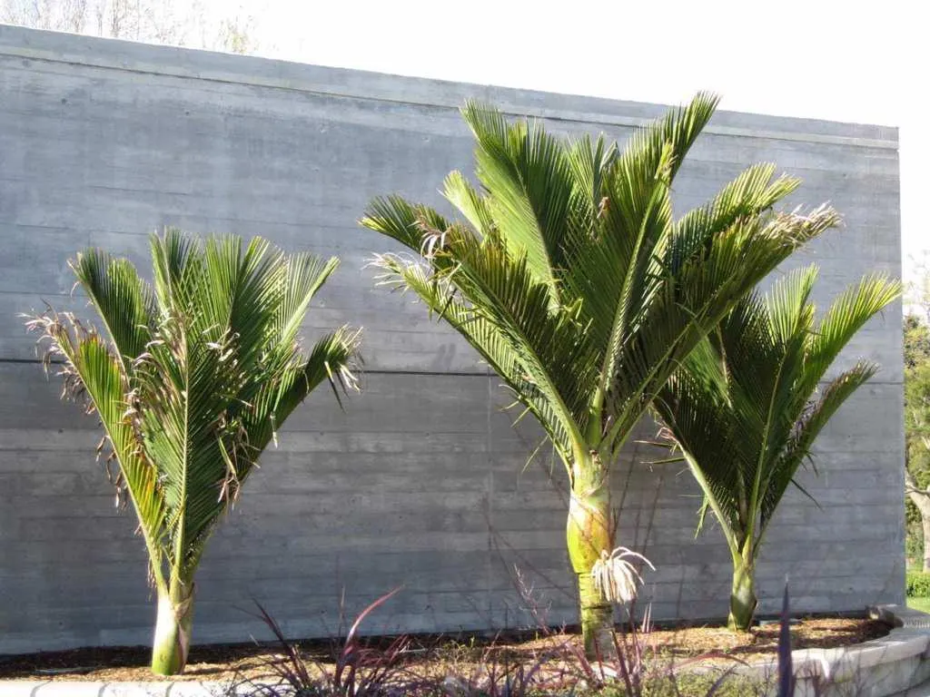 (Rhopalostylis sapida "Chatham Islands")