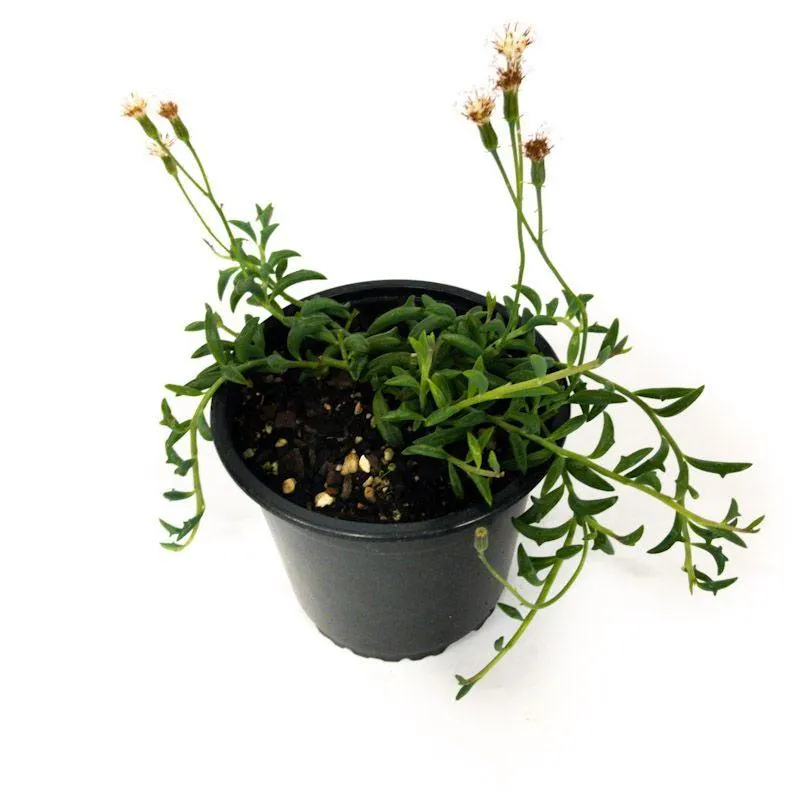 KINGS-Senecio String Of Dolphins - 1.3L