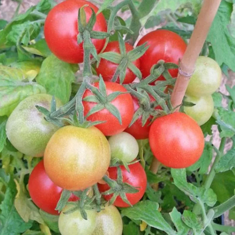 Tomato Windowbox Red - 10CM
