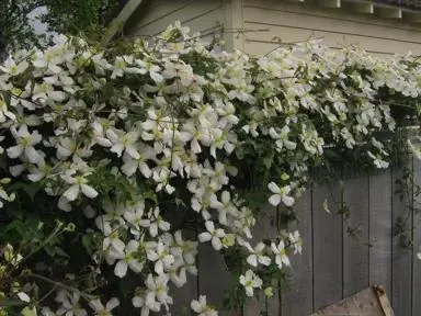 Clematis montana 'Snowflake'