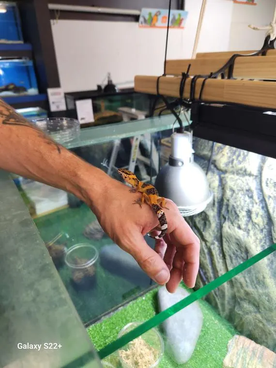 Baby Tremper Albino Tangerine Leopard Gecko