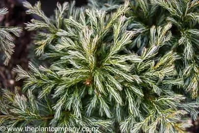 Chamaecyparis pisifera Boulevard