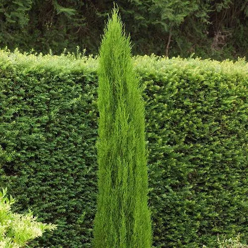 (Cupressus sempervirens "Gracilis")