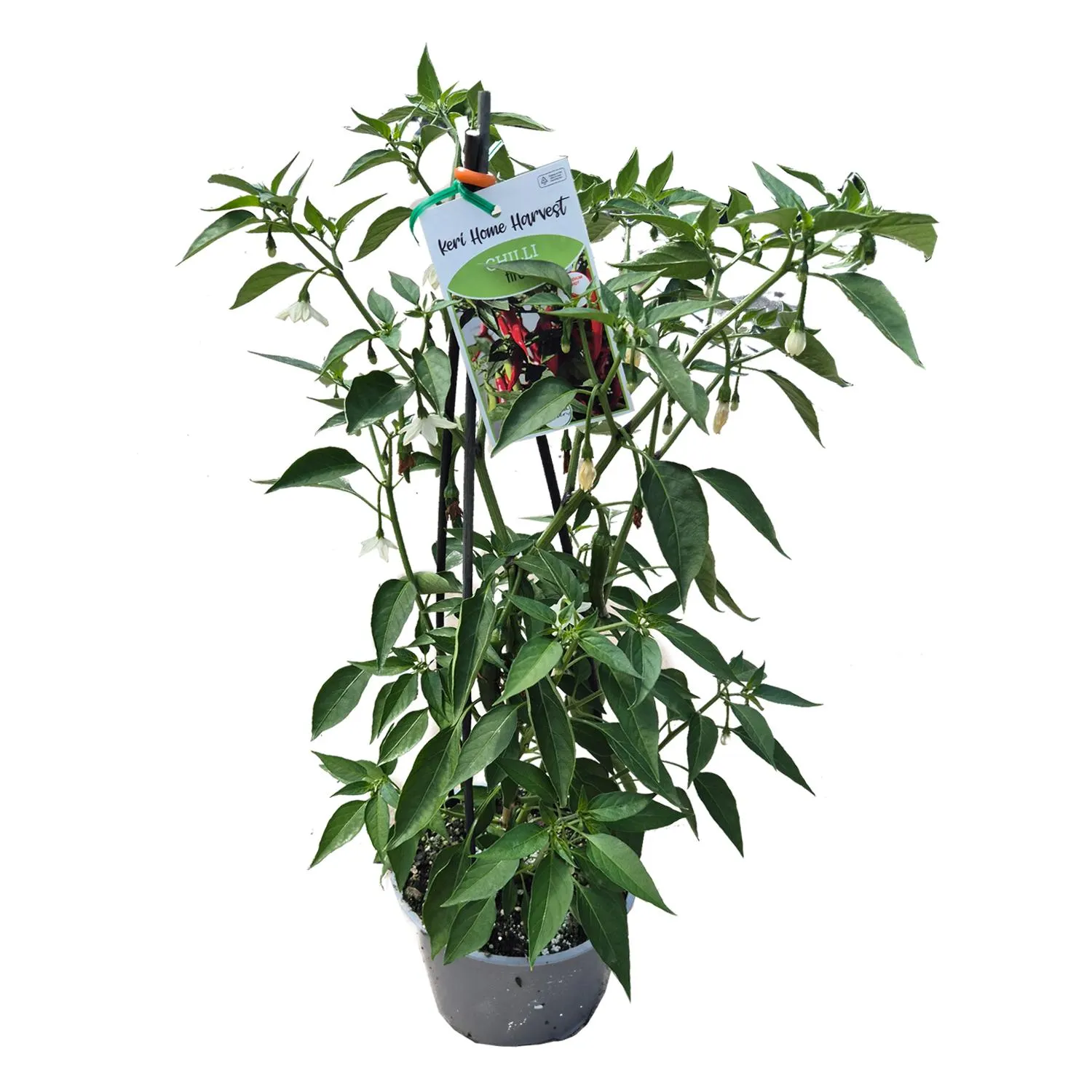 Fast Food Chilli Fire - 17CM