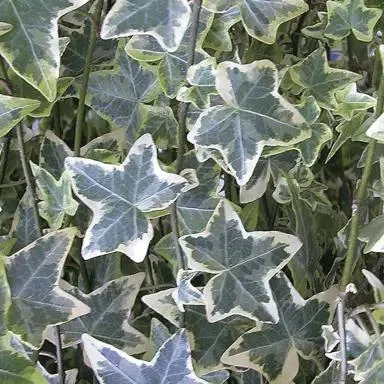 Hedera 'Silver Variegated'