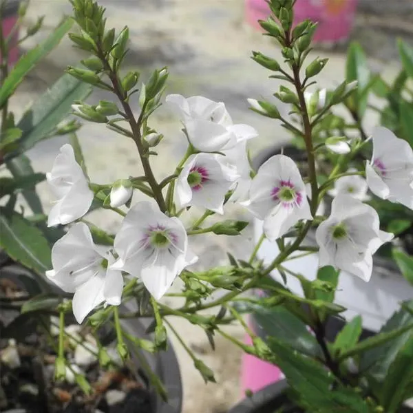 Parahebe Snowcap - 1.5L