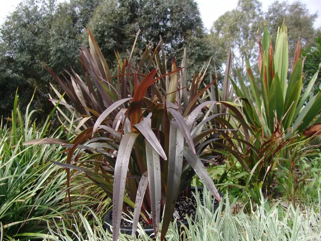 Dianella "Blaze"