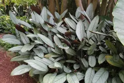 Ctenanthe Grey Star