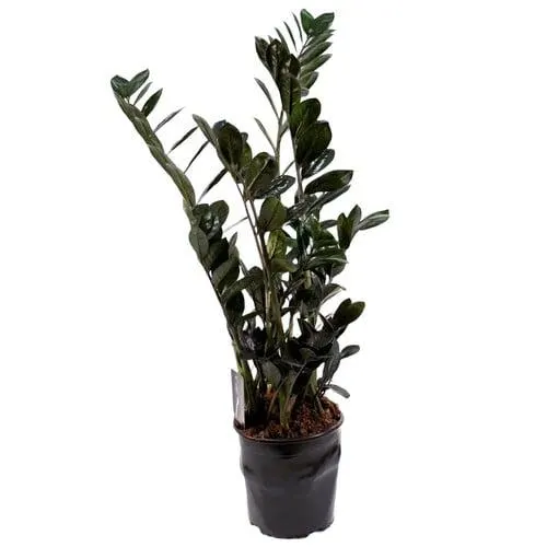 Zamioculcas Black 23cm