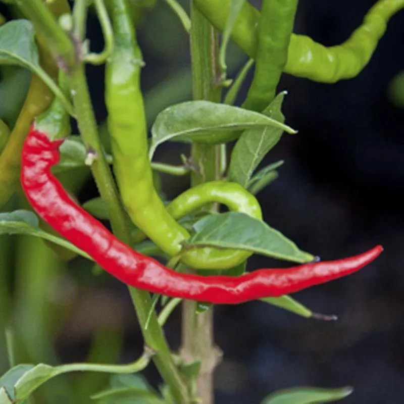 Chilli Asian Fire - 12.5CM