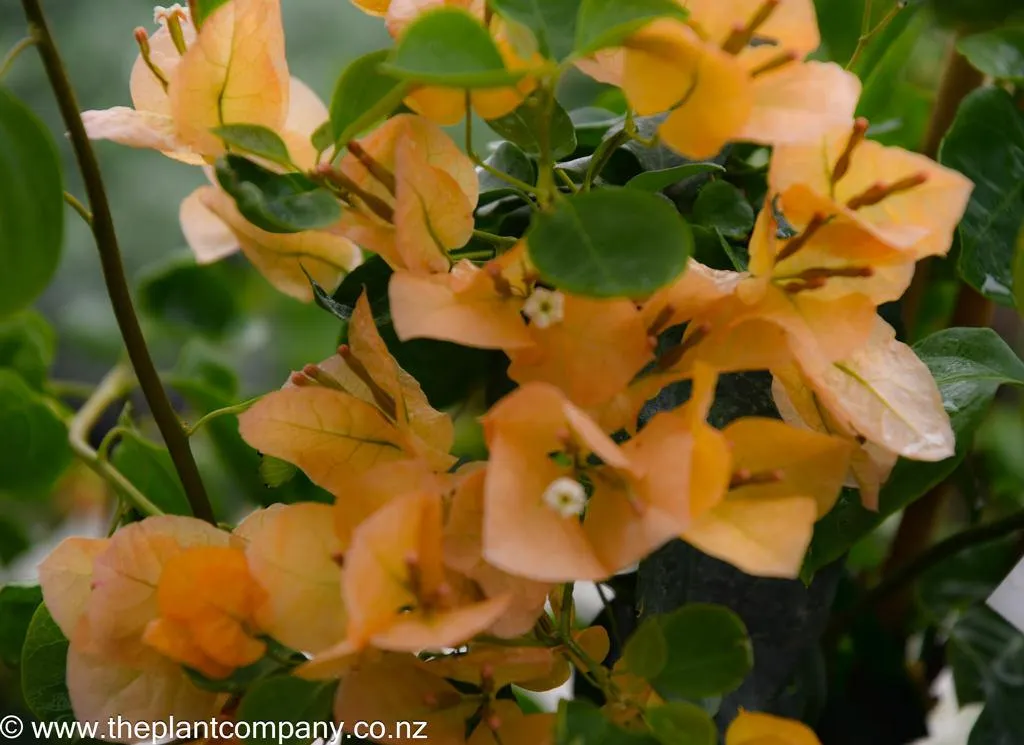 Bougainvillea 'Hawaiian Gold'