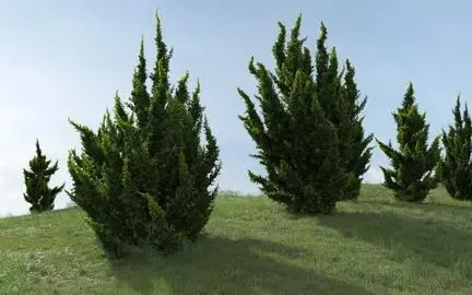 Juniperus 'Kaizuka' (Hollywood Juniper)