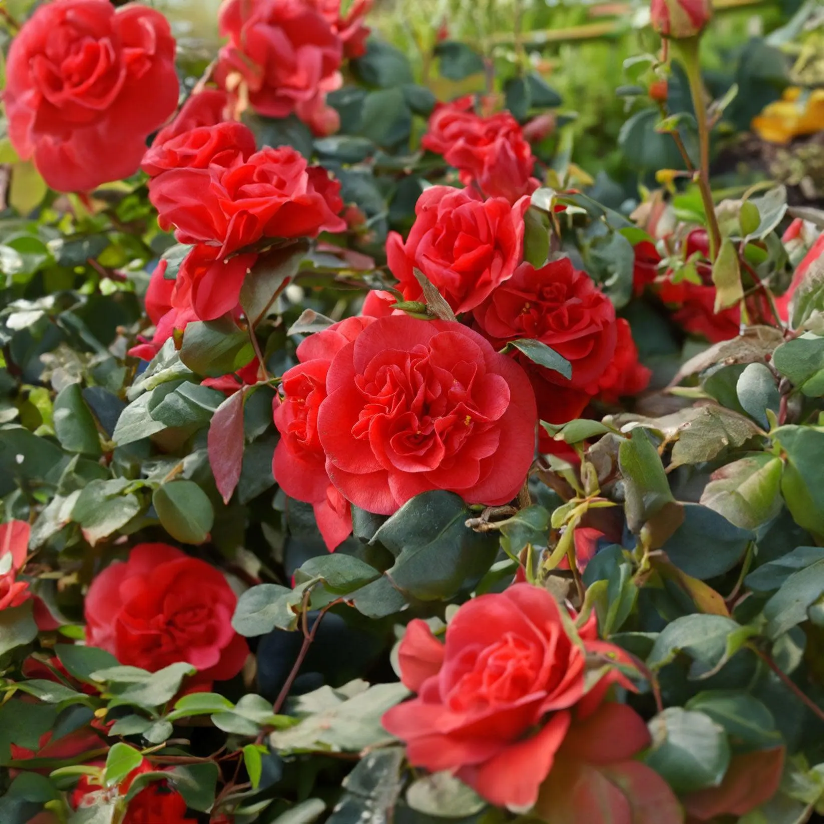 Camellia Curly Lady - 3.3L