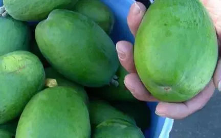 Feijoa Kaiteri