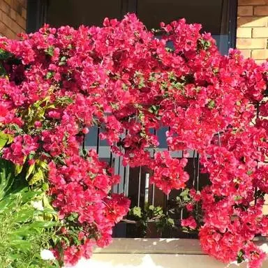 Bougainvillea 'Scarlet O'Hara'