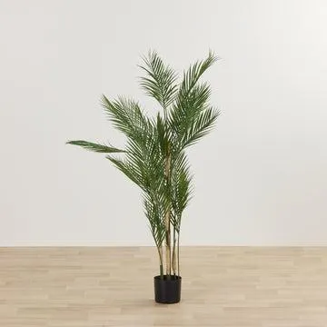 Kwai Tree - 150cm