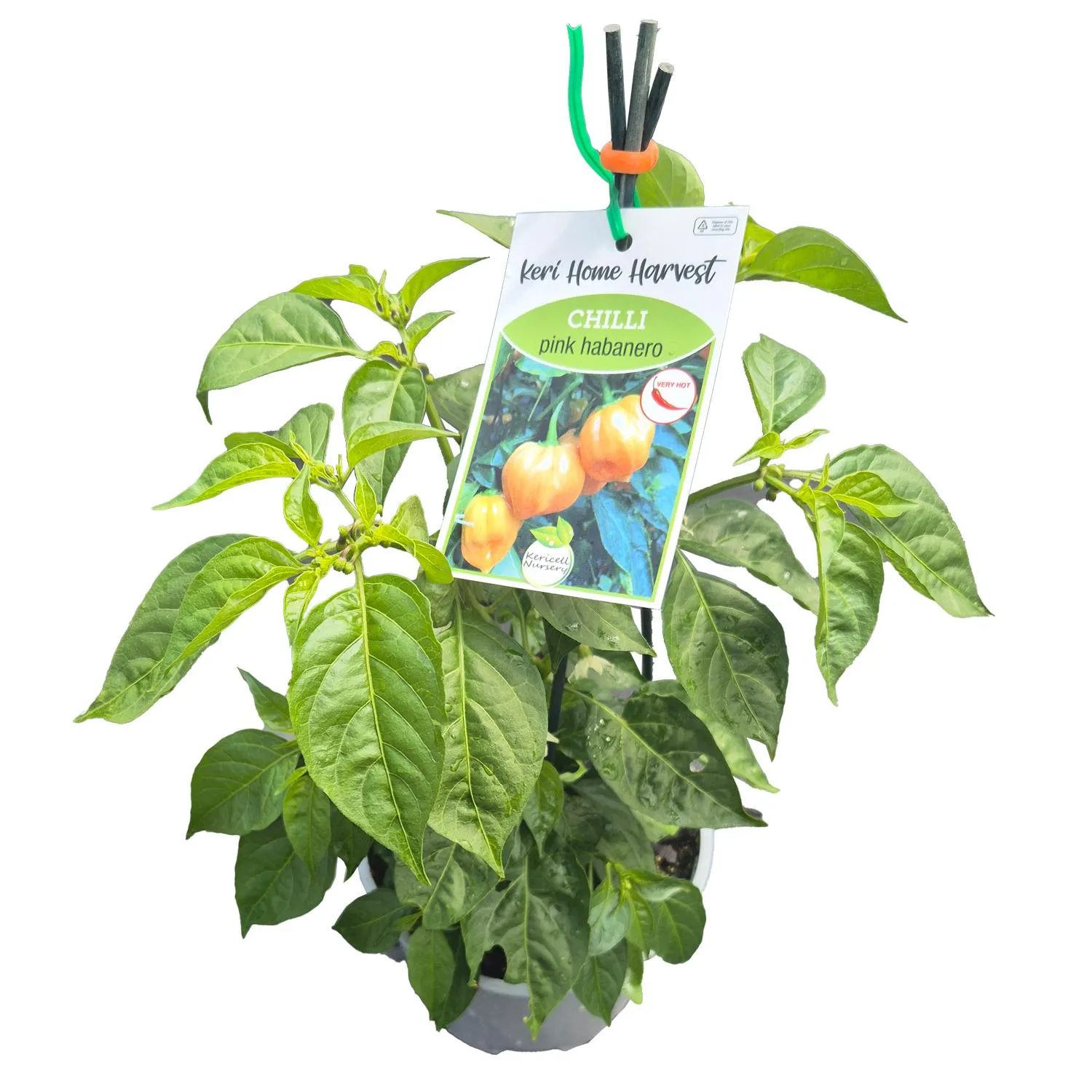 Fast Food Pink Habanero - 17CM