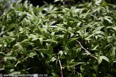 Hedera helix 'Needlepoint'