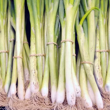 Spring Onions (BUNCH)