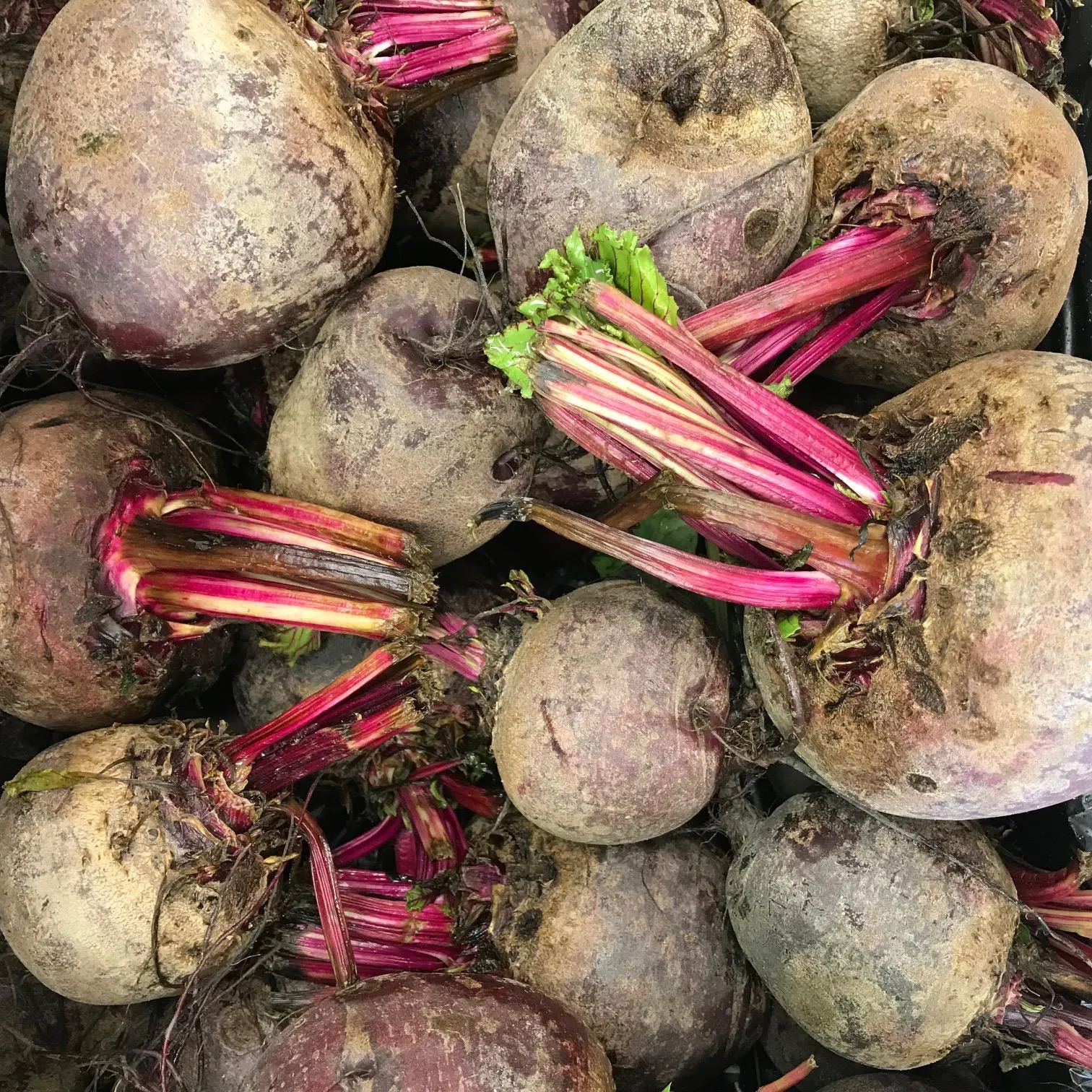 Red Beetroot