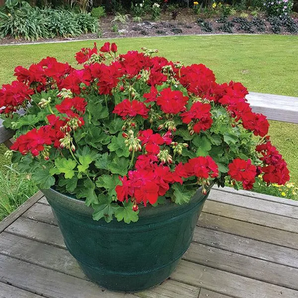 Pelargonium Cassiopeia - 1.5L