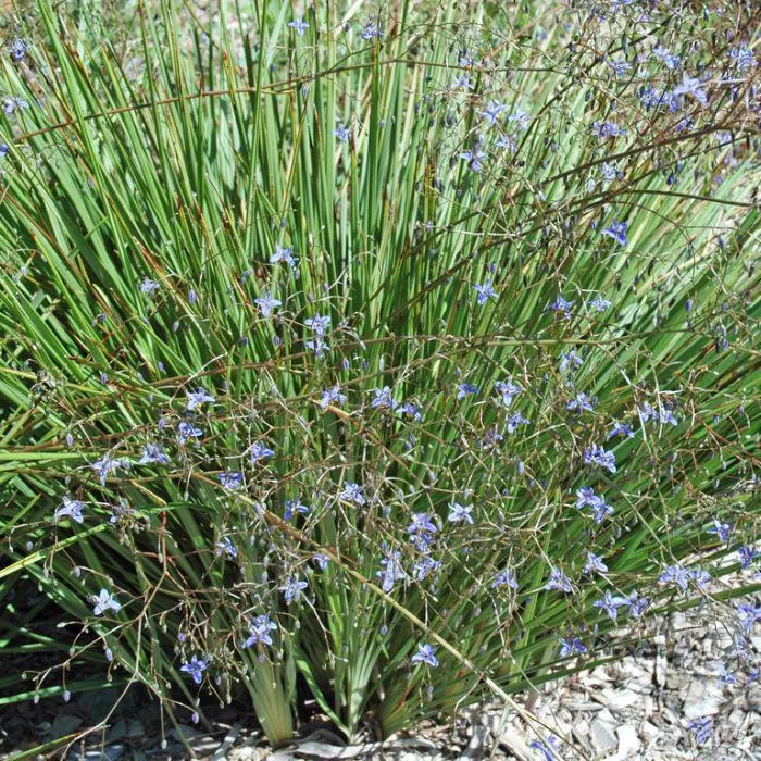 Dianella revoluta "Kentlyn"