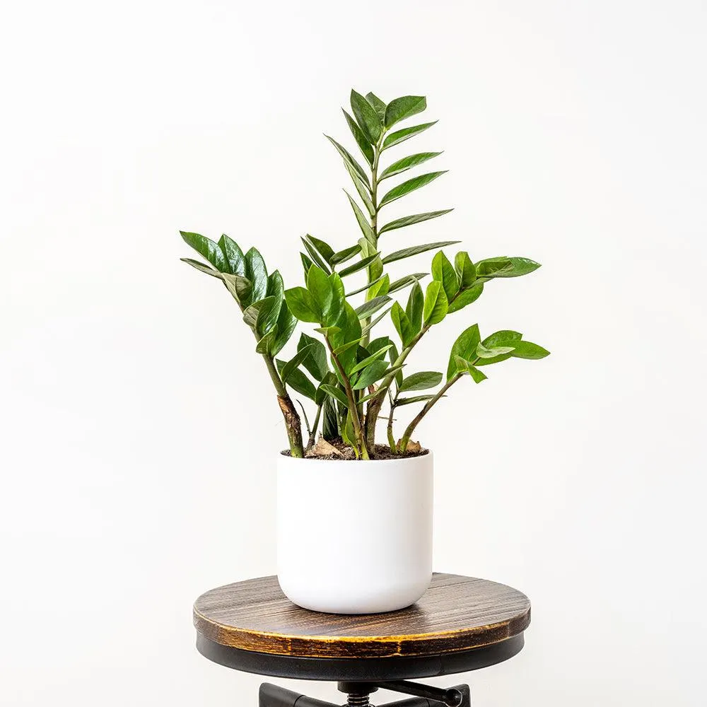 Zamioculcas (ZZ Plant) - 14CM