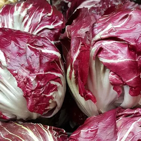Radicchio