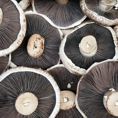 Mushrooms