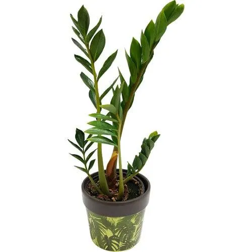 Zamioculcas Zamiifolia 12cm