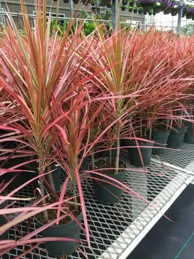 Dracaena marginata ‘Colorama’