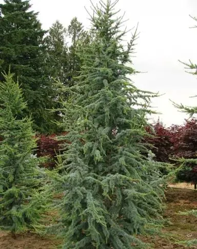 Cedrus atlantica 'Glauca' (Blue Atlas Cedar)