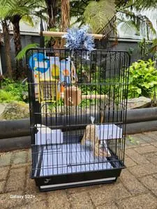 Avi One Cockatiel Starter Kit